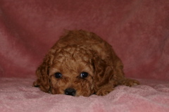 Picture of Australian Labradoodle