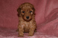 Picture of Australian Labradoodle