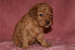 Picture of Australian Labradoodle