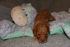 Picture of Australian Labradoodle