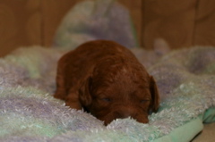 Picture of Australian Labradoodle