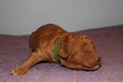 Picture of Australian Labradoodle