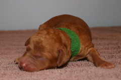 Picture of Australian Labradoodle