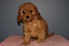 Picture of Australian Labradoodle