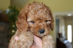 Picture of Australian Labradoodle