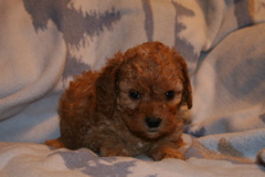 Picture of Australian Labradoodle