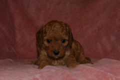Picture of Australian Labradoodle