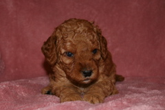 Picture of Australian Labradoodle