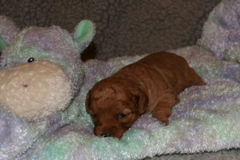 Picture of Australian Labradoodle