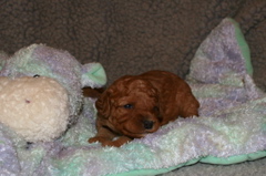 Picture of Australian Labradoodle