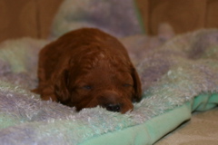 Picture of Australian Labradoodle