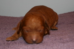 Picture of Australian Labradoodle