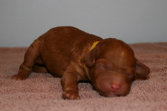 Picture of Australian Labradoodle