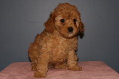 Picture of Australian Labradoodle
