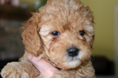 Picture of Australian Labradoodle