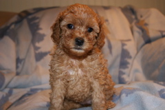 Picture of Australian Labradoodle