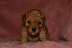 Picture of Australian Labradoodle