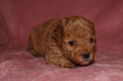 Picture of Australian Labradoodle