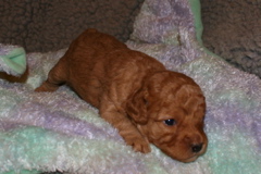 Picture of Australian Labradoodle