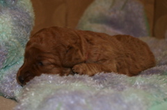 Picture of Australian Labradoodle