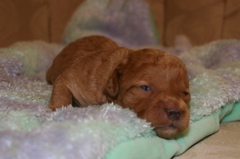 Picture of Australian Labradoodle