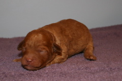 Picture of Australian Labradoodle