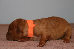 Picture of Australian Labradoodle