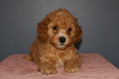 Picture of Australian Labradoodle