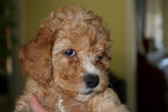 Picture of Australian Labradoodle