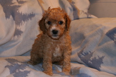 Picture of Australian Labradoodle