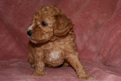 Picture of Australian Labradoodle