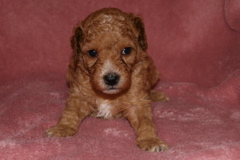 Picture of Australian Labradoodle