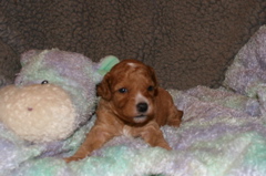 Picture of Australian Labradoodle