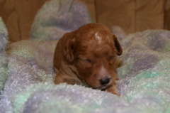 Picture of Australian Labradoodle