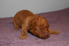 Picture of Australian Labradoodle