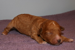 Picture of Australian Labradoodle