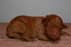 Picture of Australian Labradoodle