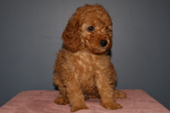Picture of Australian Labradoodle