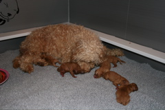 Picture of Australian Labradoodle