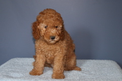 Picture of Australian Labradoodle