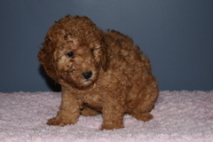 Picture of Australian Labradoodle
