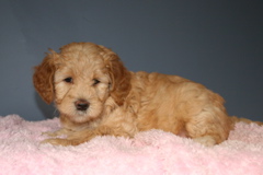 Picture of Australian Labradoodle