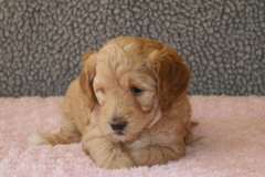 Picture of Australian Labradoodle