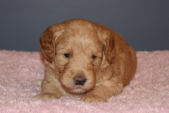 Picture of Australian Labradoodle