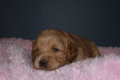 Picture of Australian Labradoodle