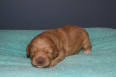 Picture of Australian Labradoodle