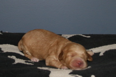 Picture of Australian Labradoodle