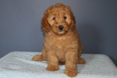 Picture of Australian Labradoodle