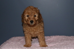 Picture of Australian Labradoodle