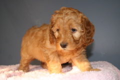 Picture of Australian Labradoodle